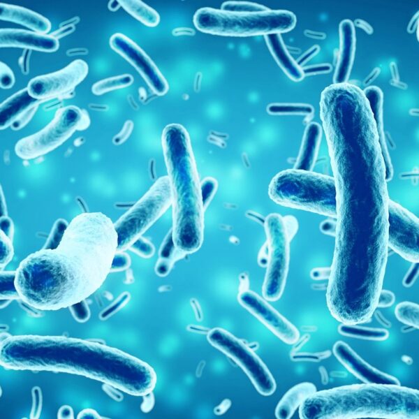 66. Qué son los Lactobacillus casei Shirota.